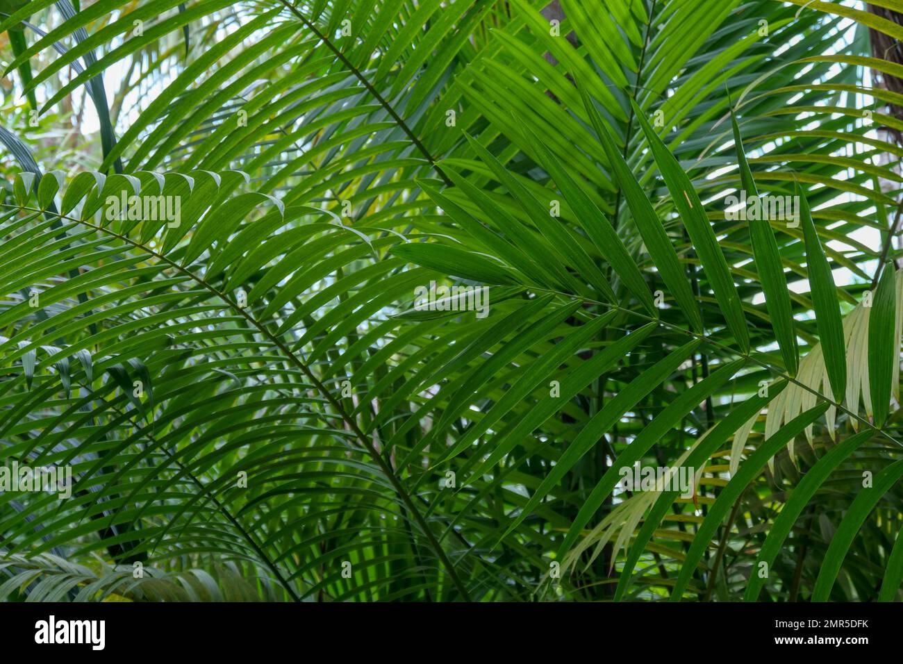 Primo piano di foglie di palma verdi sovrapposte, creando un effetto lussureggiante Foto Stock