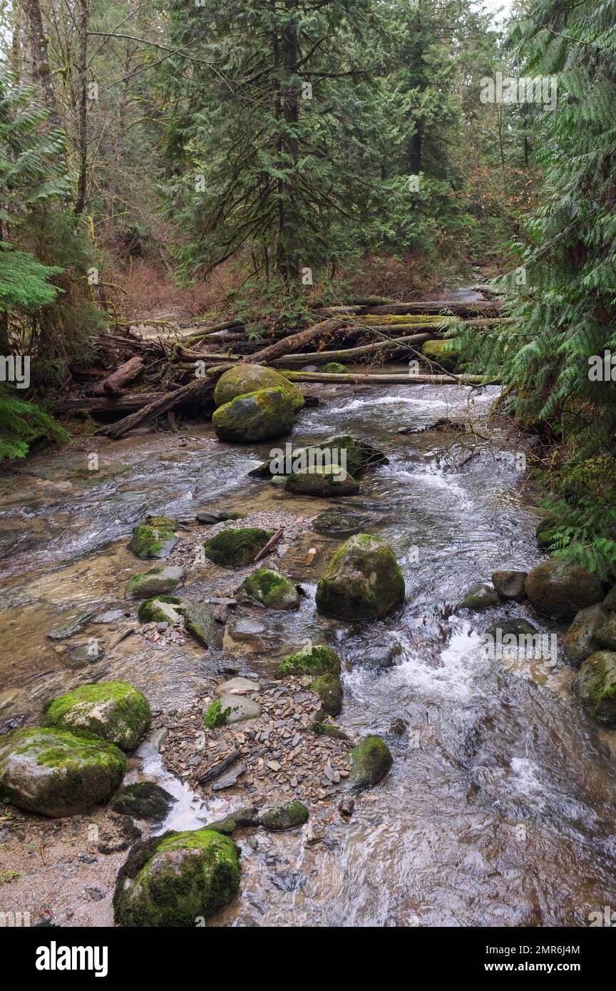Un inceppamento di tronchi che blocca un torrente dopo una tempesta di vento nel Parco Regionale di Kanaka Creek nel nord-ovest pacifico - Maple Ridge, B. C., Canada - verticale. Foto Stock