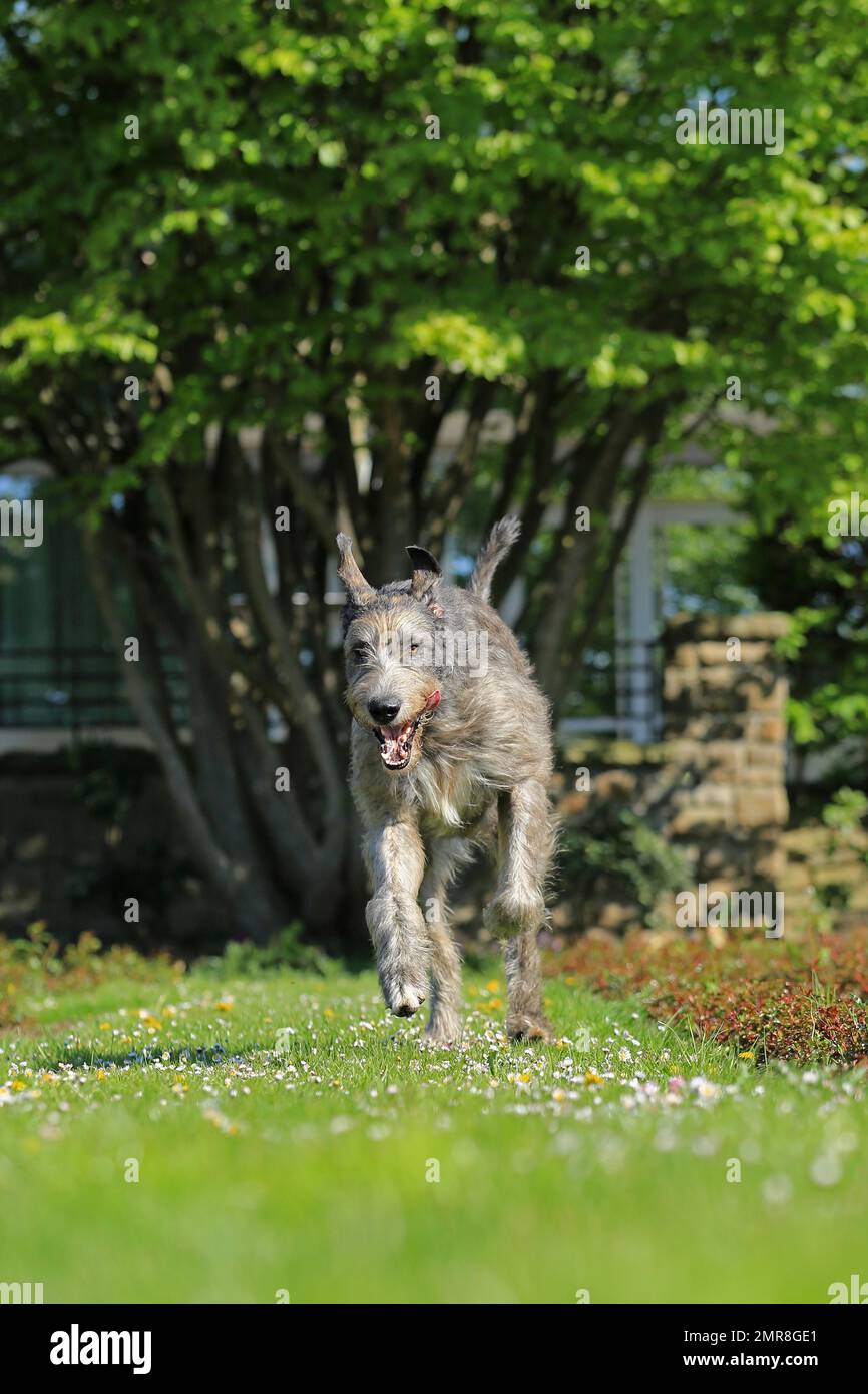 Running Wolfhound, Rose Garden, Westfalenhalle, Dortmund, Renania settentrionale-Vestfalia, Germania, Europa Foto Stock