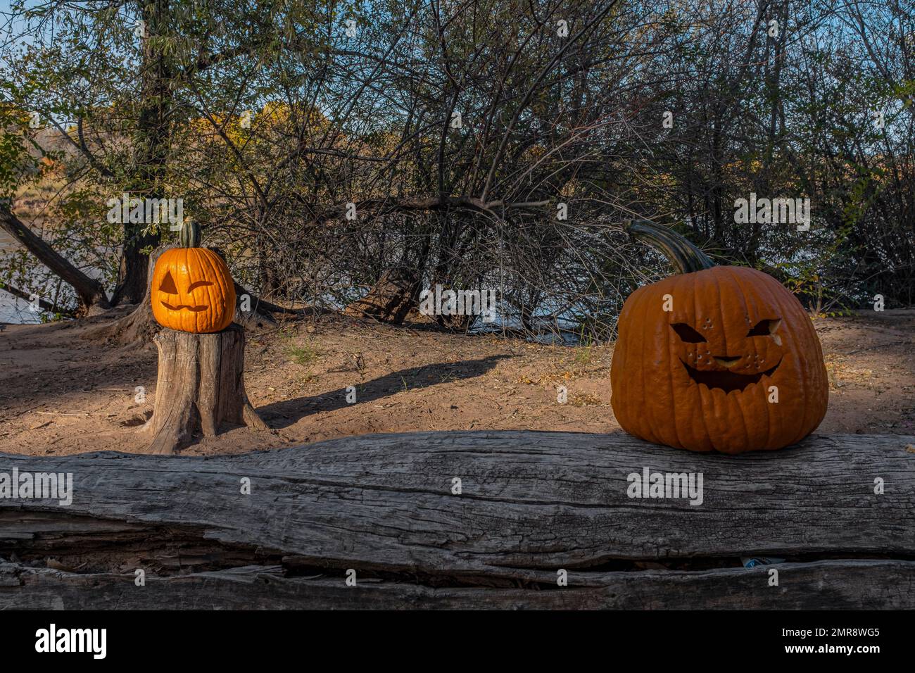 Zucche lungo i sentieri "Bosque" di Albuquerque, New Mexico Foto Stock