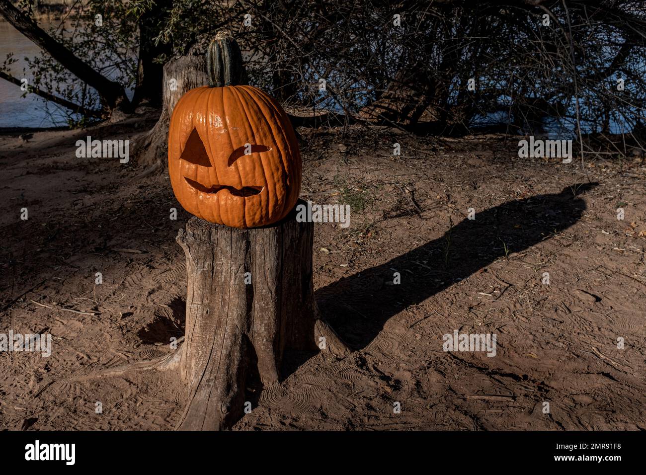 Zucche lungo i sentieri "Bosque" di Albuquerque, New Mexico Foto Stock