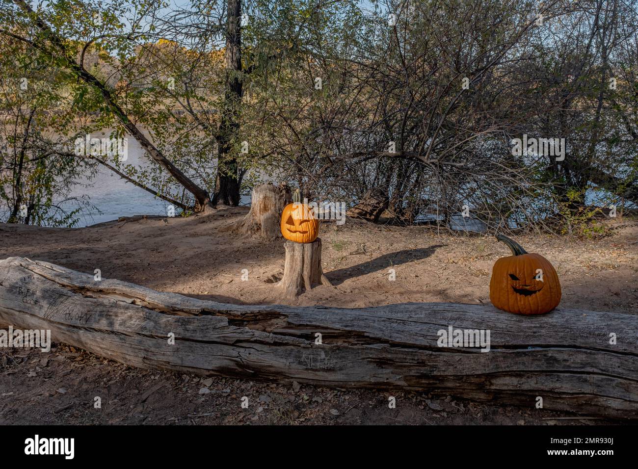 Zucche lungo i sentieri "Bosque" di Albuquerque, New Mexico Foto Stock