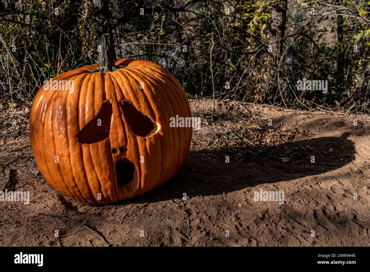 Zucche lungo i sentieri "Bosque" di Albuquerque, New Mexico Foto Stock