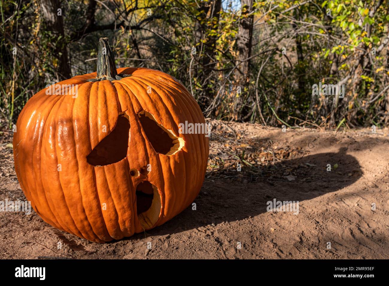 Zucche lungo i sentieri "Bosque" di Albuquerque, New Mexico Foto Stock