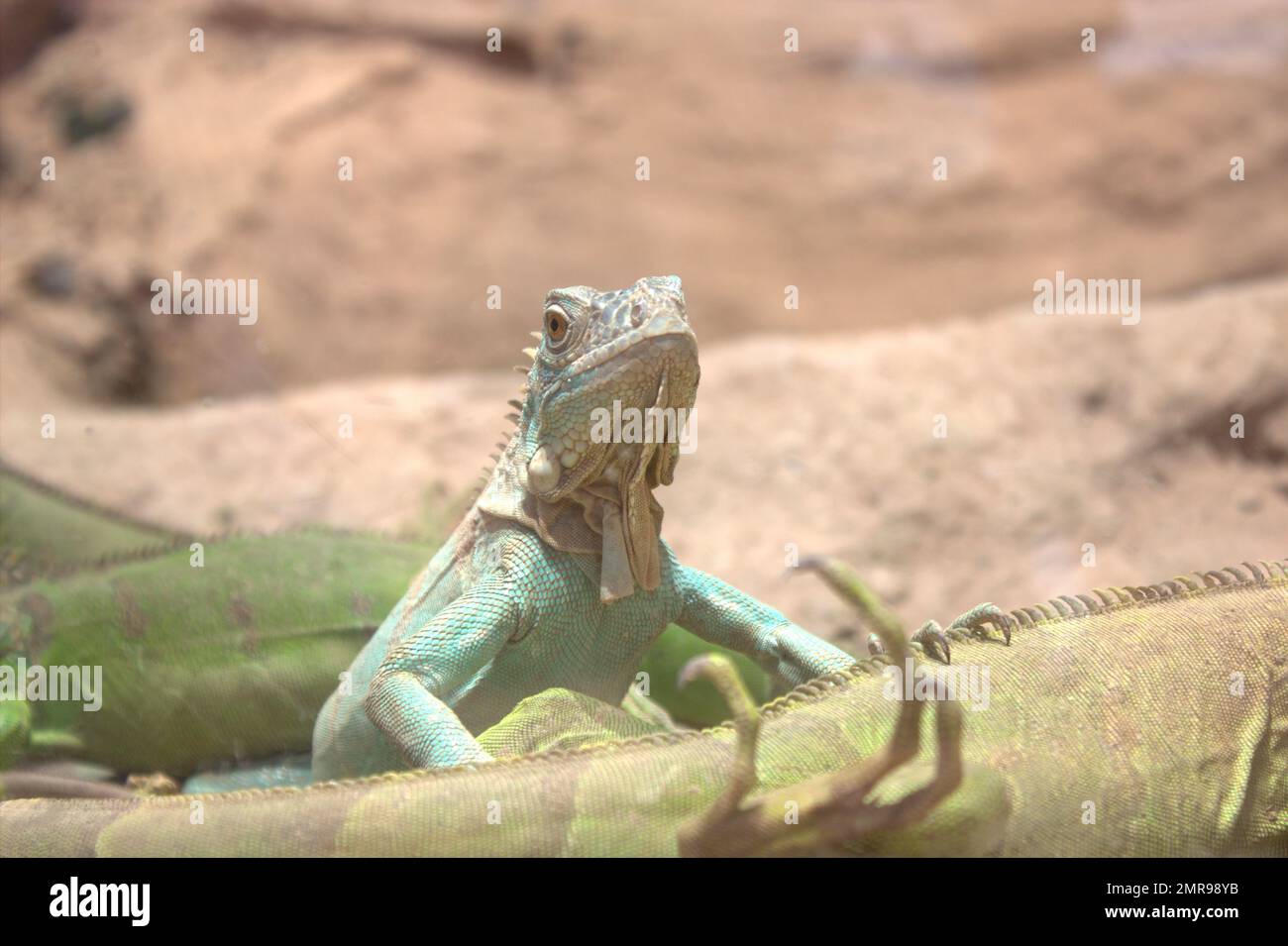 Big lizard Foto Stock