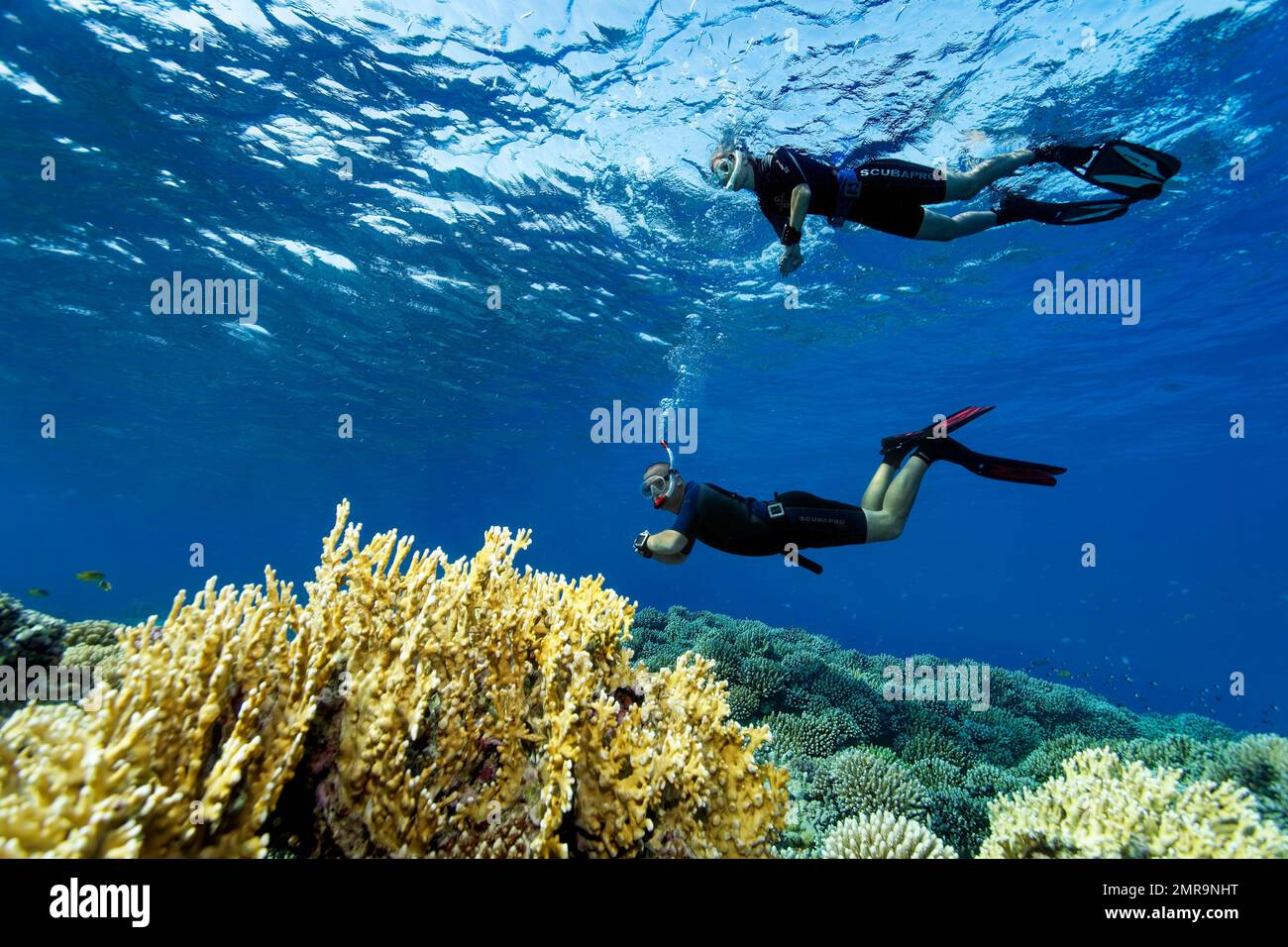 Apnoea Divers, freeddivers, snorkeling, Mar Rosso, Hurghada, Egitto, Africa Foto Stock