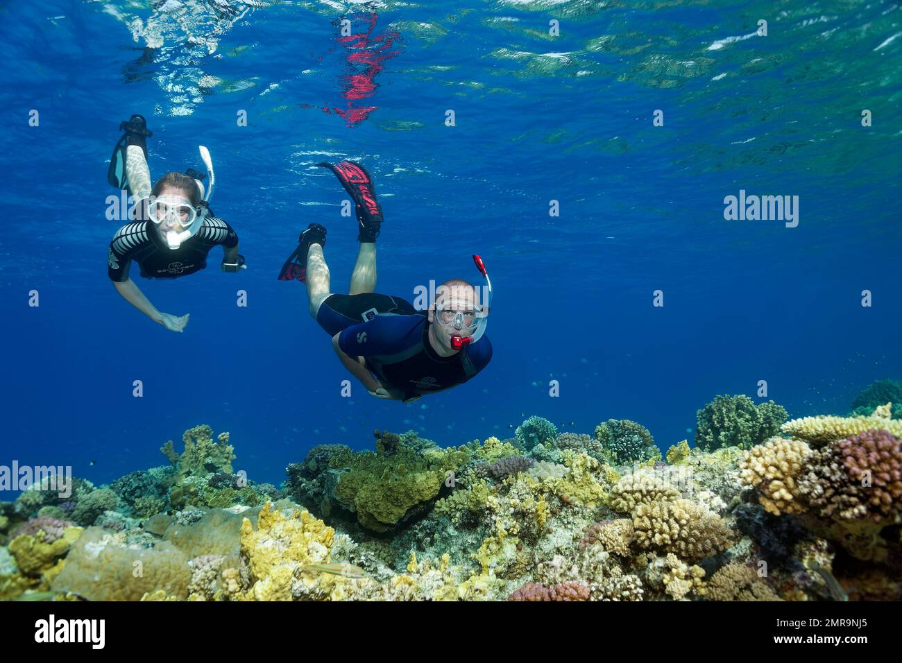 Apnoea Divers, freeddivers, snorkeling, Mar Rosso, Hurghada, Egitto, Africa Foto Stock