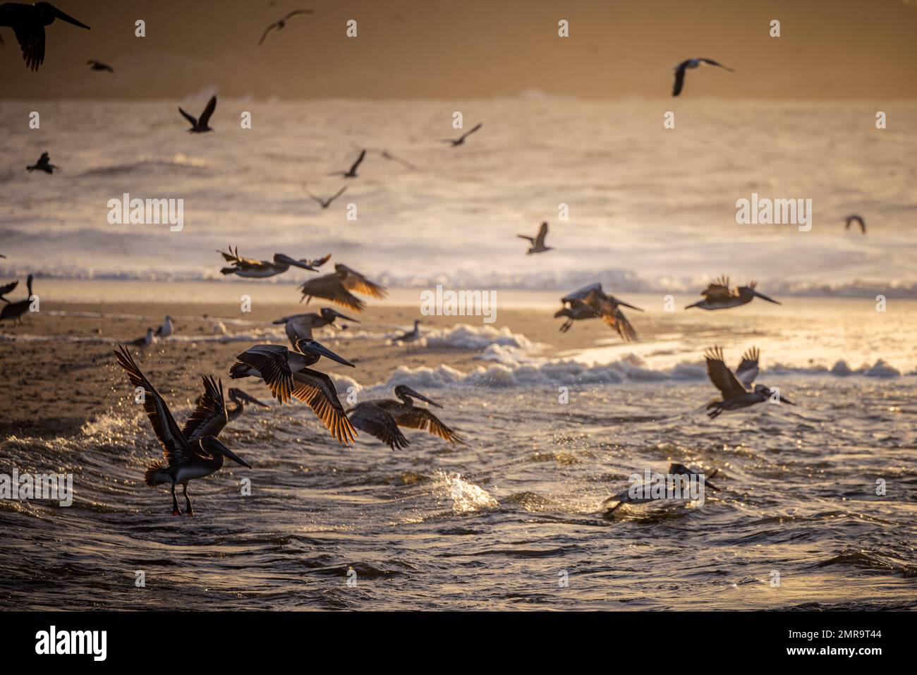 Brown Pelican in volo alla spiaggia di Carmel River state, California, al tramonto Foto Stock