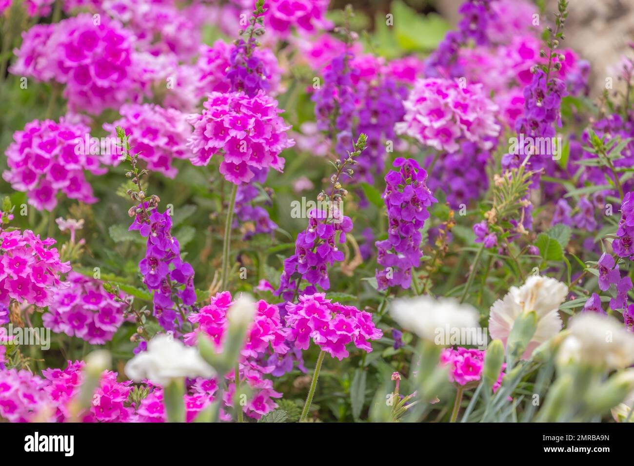 Fiori viola e rosa al tramonto dorato, paesaggio idilliaco a Giverny, Francia Foto Stock