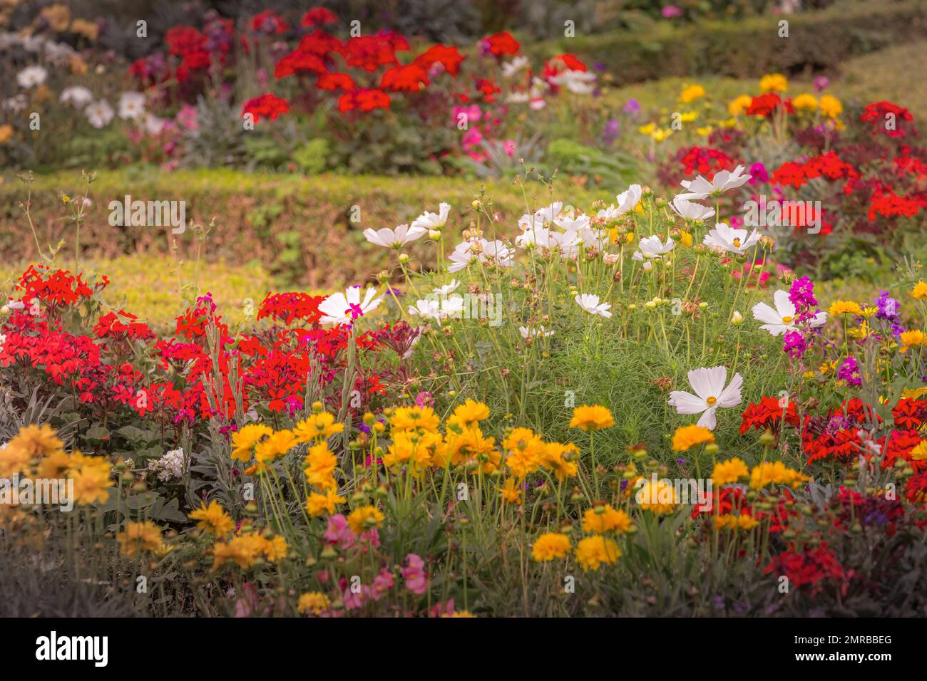 Fiori colorati al tramonto dorato, paesaggio idilliaco a Giverny, Francia Foto Stock