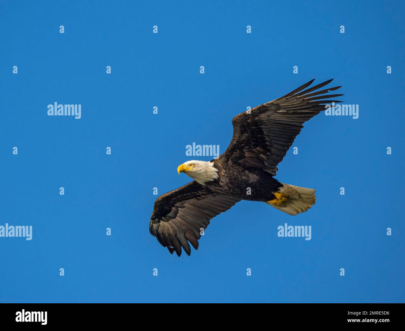 Una maestosa aquila calva che sorvola in un cielo blu Foto Stock