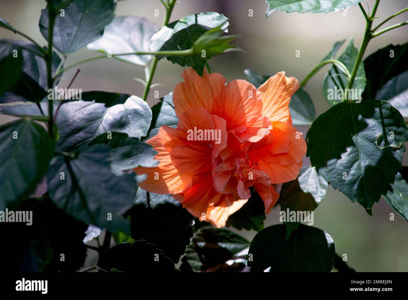 Un fiore d'arancio in un giardino Foto Stock