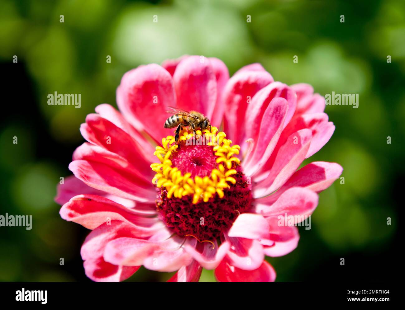 Ape su fiore rosa, primo piano. California, Stati Uniti Foto Stock