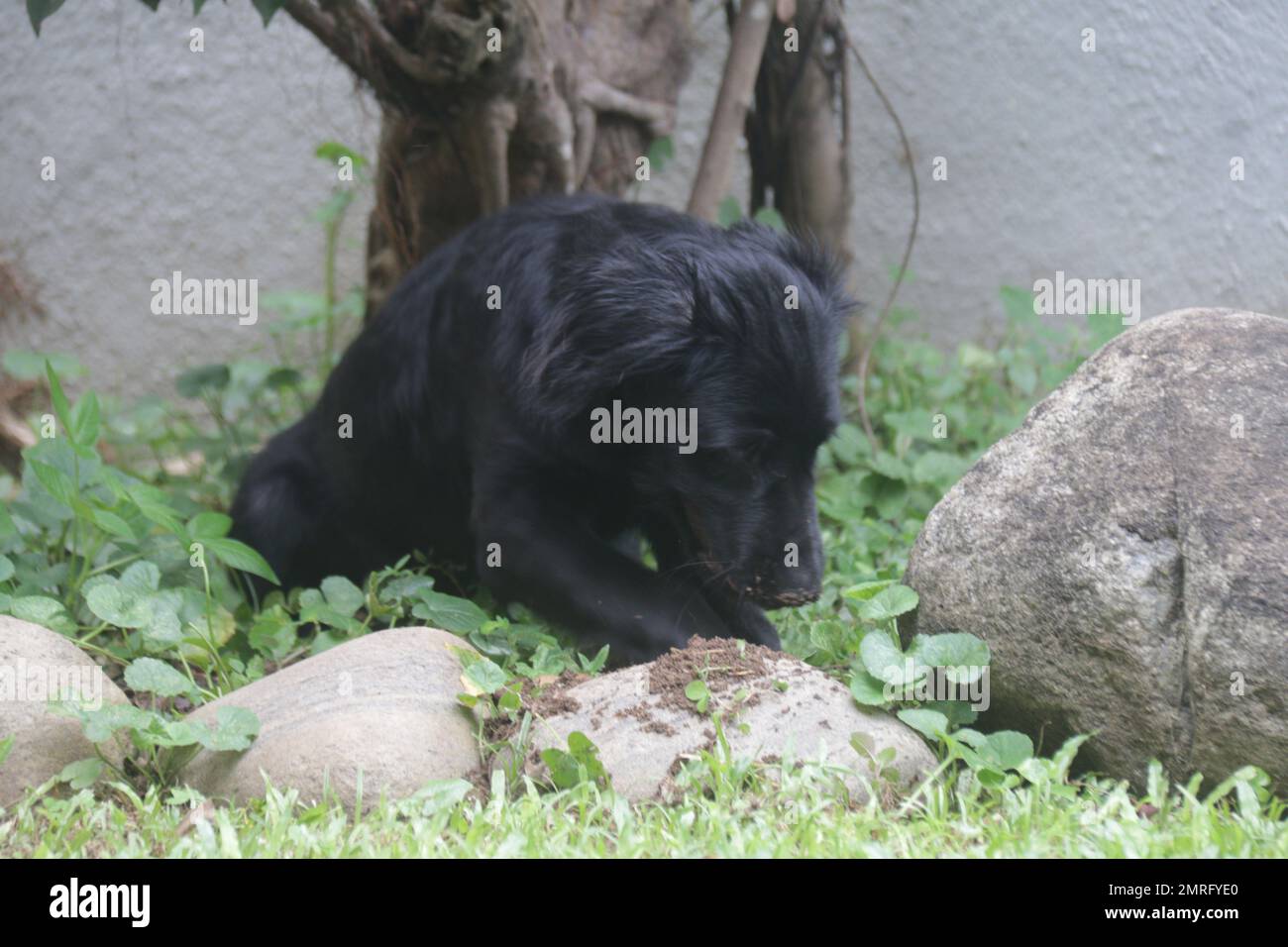 Cani e gatti nel mio giardino domestico, Sri Lanka Foto Stock