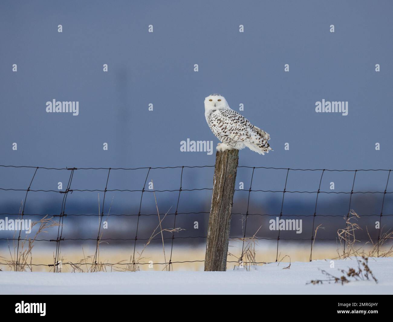 Gufo innevato appollaiato su un palo di recinzione con sfondo scuro in campo agricolo Foto Stock