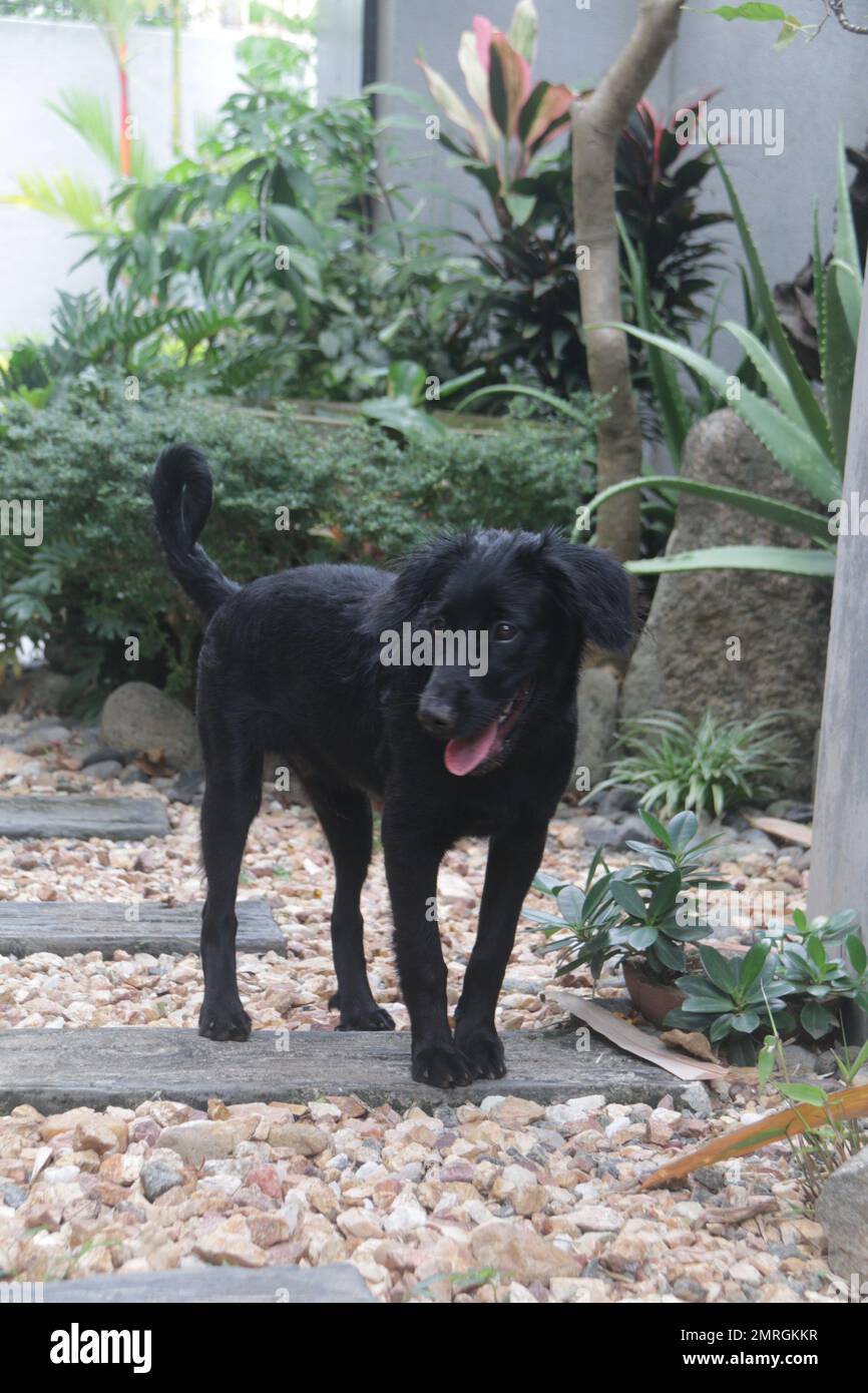 Cani e gatti nel mio giardino domestico, Sri Lanka Foto Stock