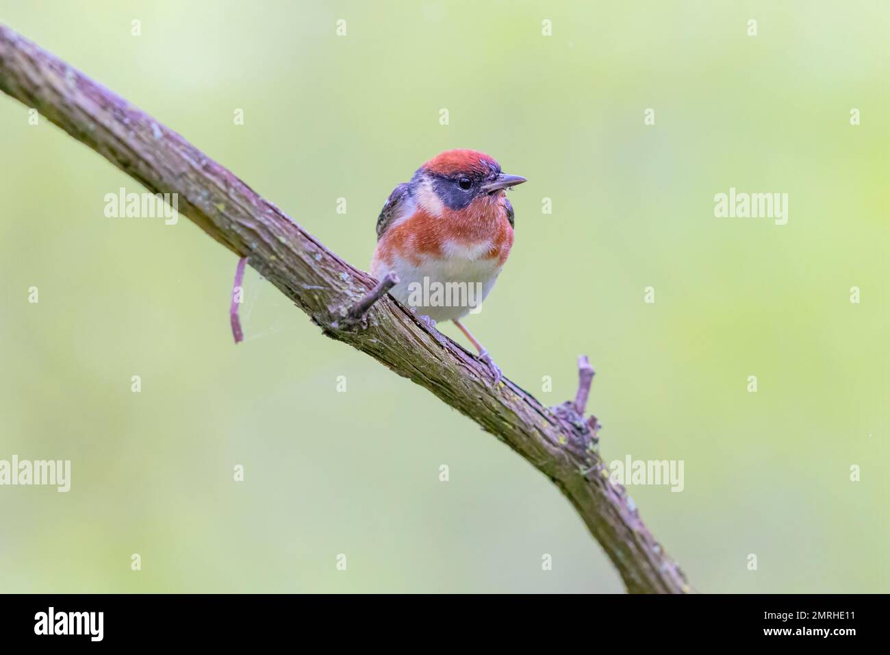 Bay Breasted Warbler arroccato su un ramo Foto Stock