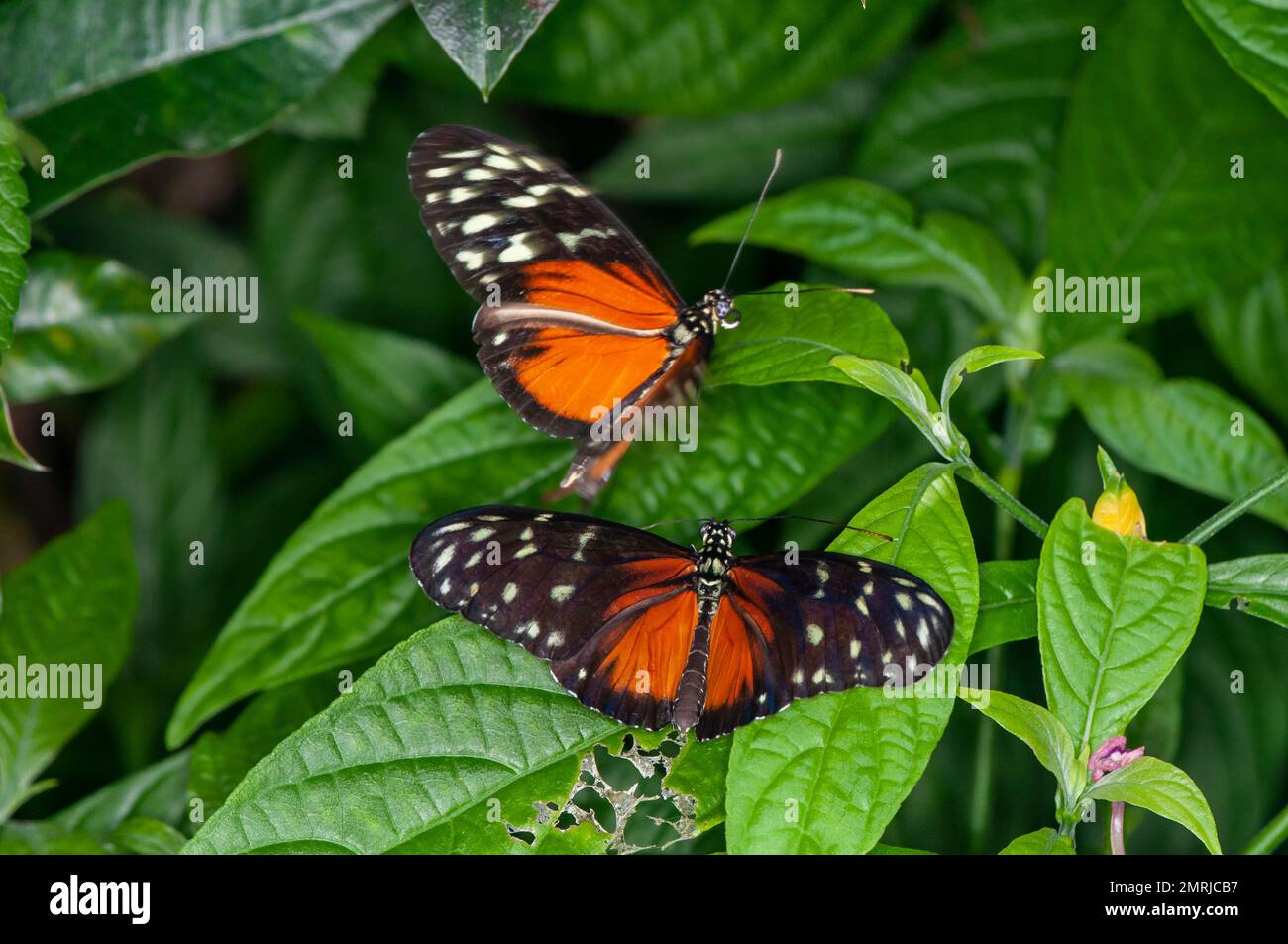 St Paul, Minnesota. Parco delle farfalle di Como. Una farfalla Tiger Longwing, Heliconius hecale cercando di accoppiarsi con un'altra Longwing. Foto Stock