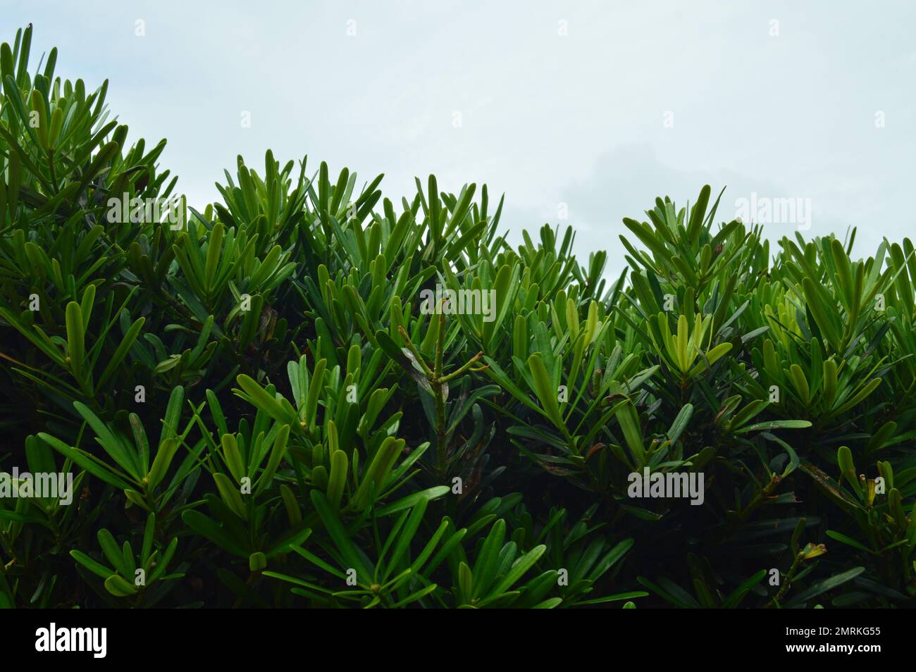 Arbusti con lussureggiante fogliame verde adornano il giardino. Foto Stock