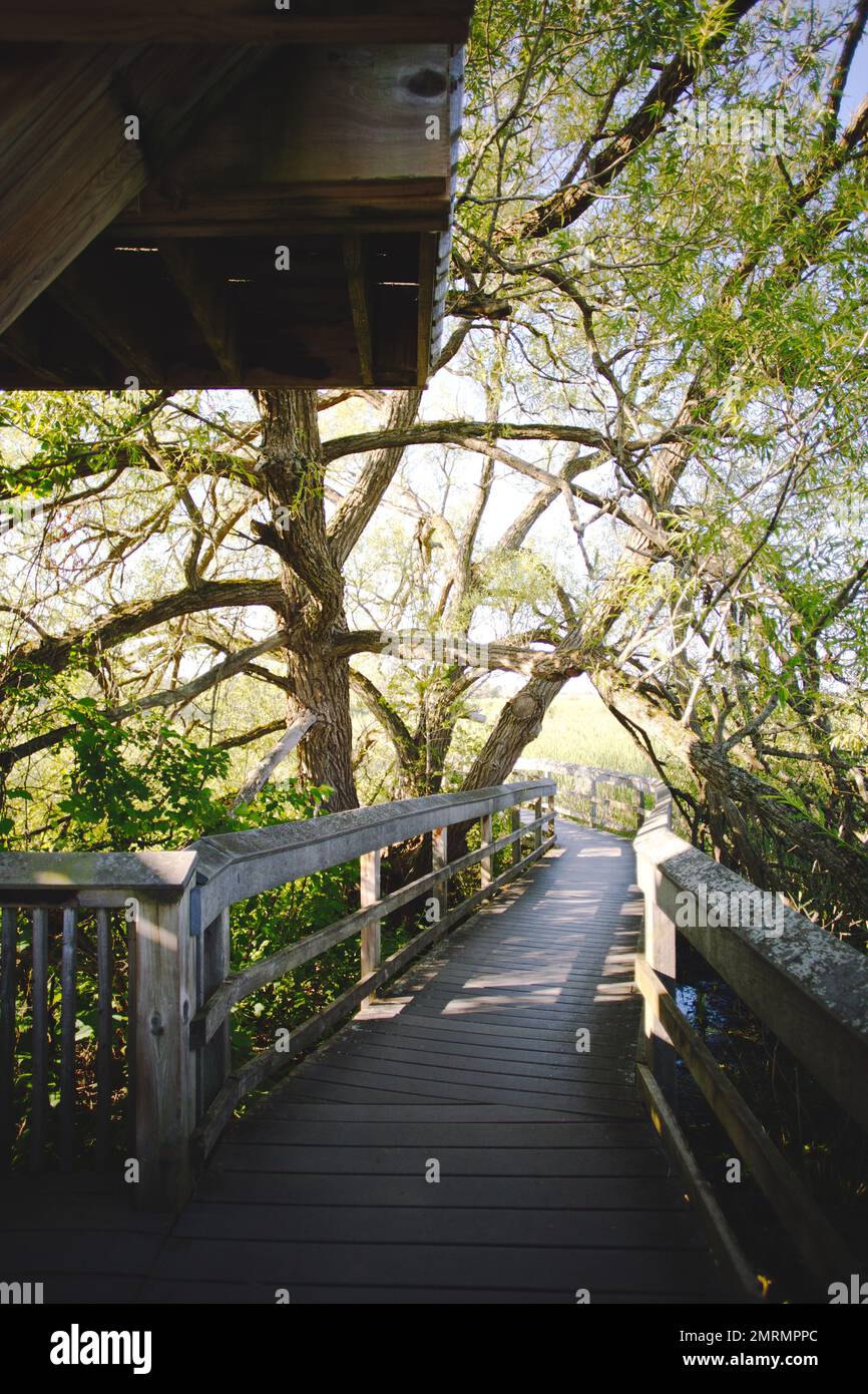 Un ponte rurale in legno circondato da alberi in una giornata di sole Foto Stock