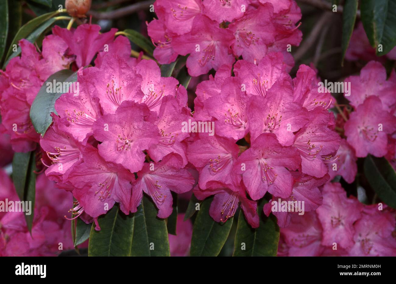 BELLA ROSA RODODENDRO CESPUGLIO IN FIORE PIENO. Foto Stock