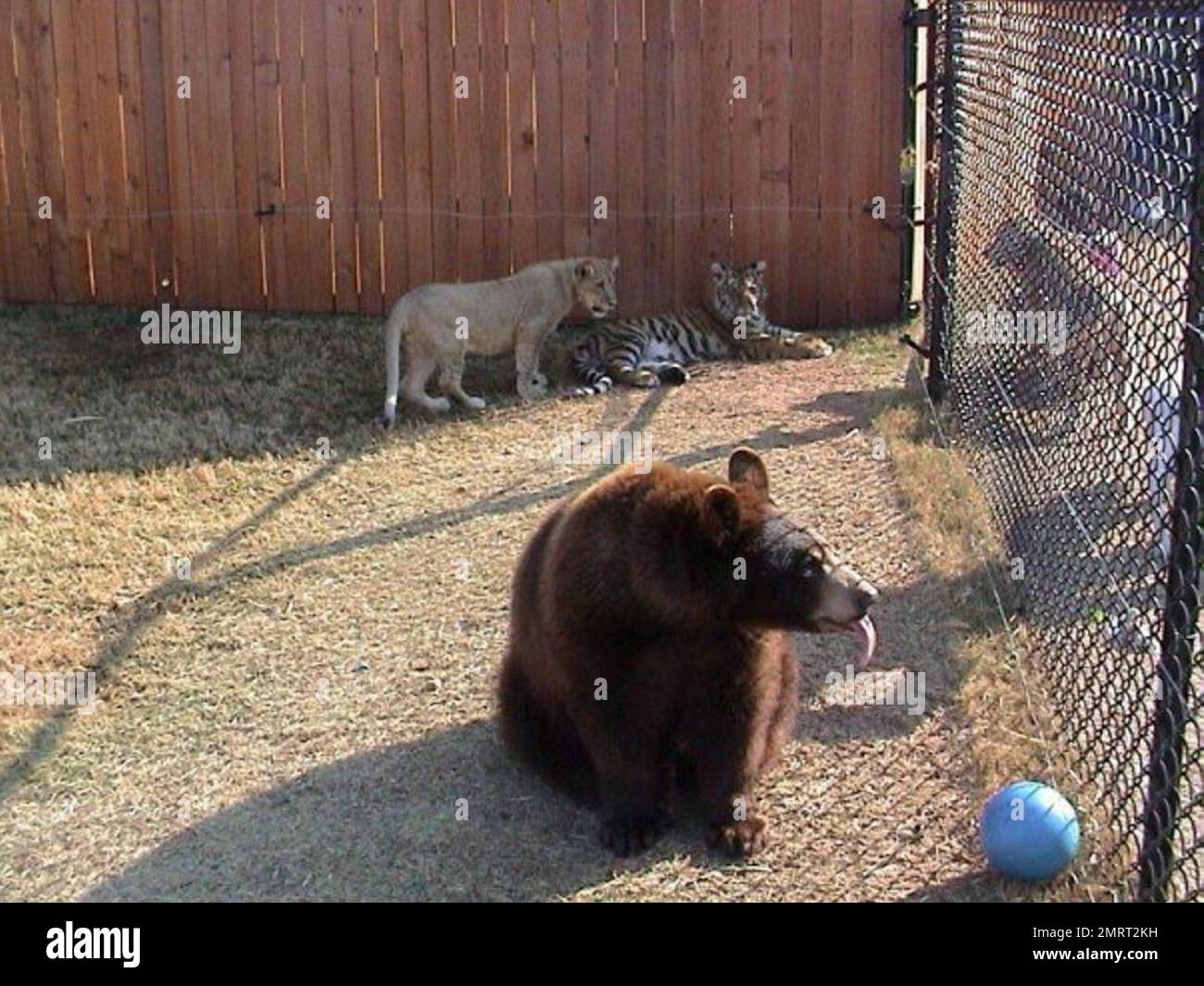 Hai mai sentito parlare di una tigre leone e di un orso che vivono insieme in perfetta armonia? Nel 2001 un cucciolo di orso nero; Baloo, un cucciolo di leone; Leo e un cucciolo di tigre; Shere Khan avevano appena due mesi quando furono portati a vivere al Noah's Ark Animal Rehabilitation Center di Locust Grove, Georgia. Gli animali sono stati salvati durante un busto di droga, sono stati tenuti come animali da compagnia simbolo di stato dai baroni della droga, e sono stati allevati insieme da allora. "Avremmo potuto separarli, ma poiché sono venuti come una specie di famiglia, lo zoo ha deciso di tenerli insieme", ha detto Diane Smith, assistente direttore dell'Arca zo del Noè Foto Stock