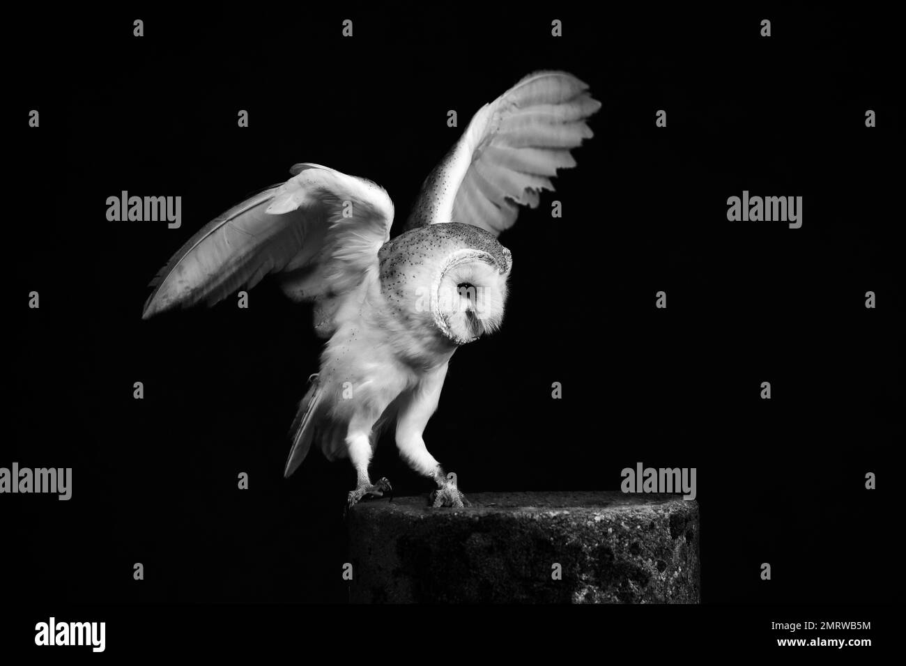 Una scala di grigi del gufo di Granaio (Tyto alba) con ali sparse isolate sullo sfondo nero vuoto Foto Stock