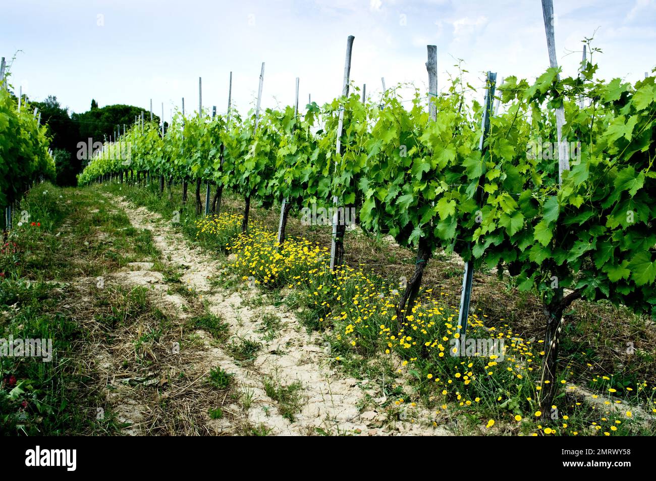Vitigno del vino Nobile di Montepulciano in Toscana Foto Stock