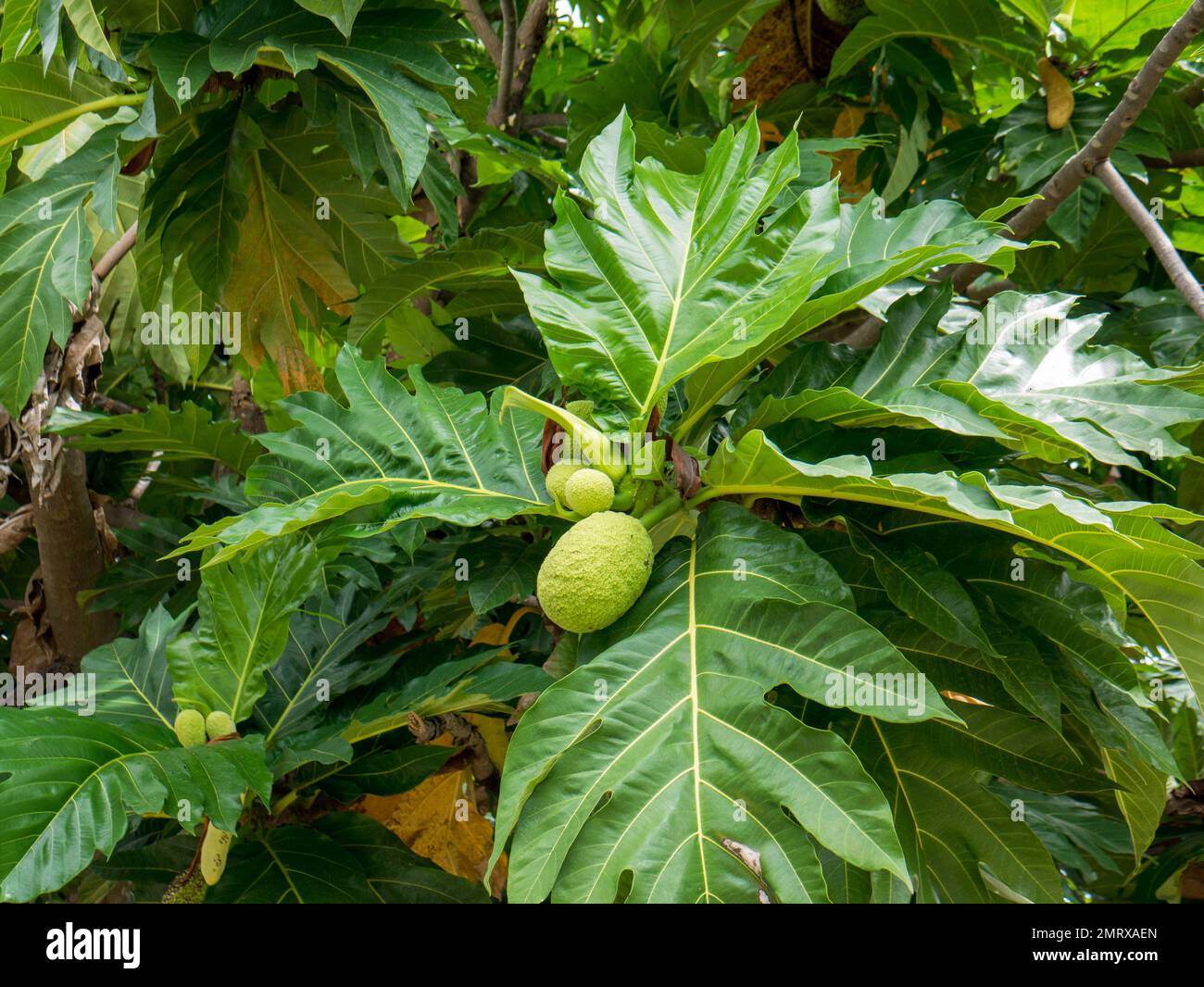 Pane fresco sull'albero con foglie verdi Foto Stock