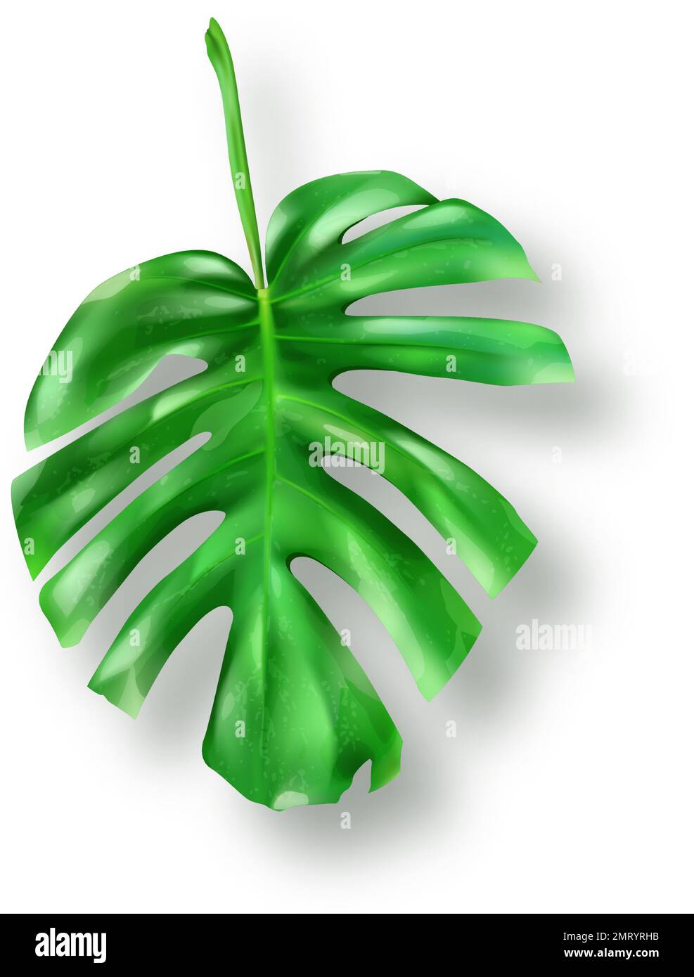 Foglia di mostera verde tropicale su sfondo bianco vettore. Bellissimo elemento di design isolato botanico, pianta di palma tropicale giungla, esotica foglia di filodendro con gambo in stile realistico Illustrazione Vettoriale