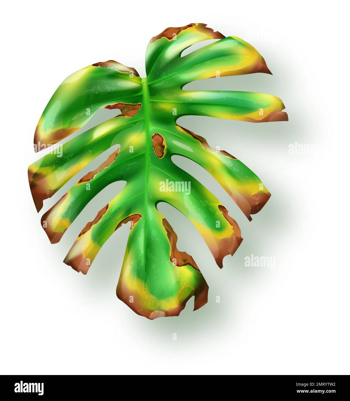 Verde tropicale giallo foglia monstera essiccazione su sfondo bianco vettore. Bellissimo elemento di design isolato botanico, pianta di palma tropicale giungla, esotico filodendro secco foglia in stile realistico Illustrazione Vettoriale