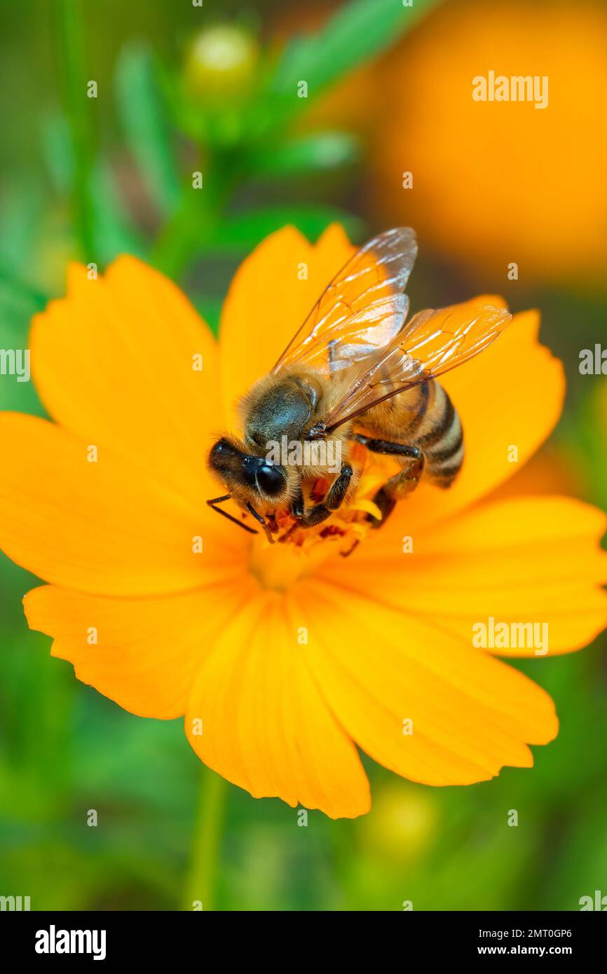 Immagine di ape o di ape su fiore giallo raccoglie nettare. Ape dorata sul polline di fiori. Insetto. Animale Foto Stock