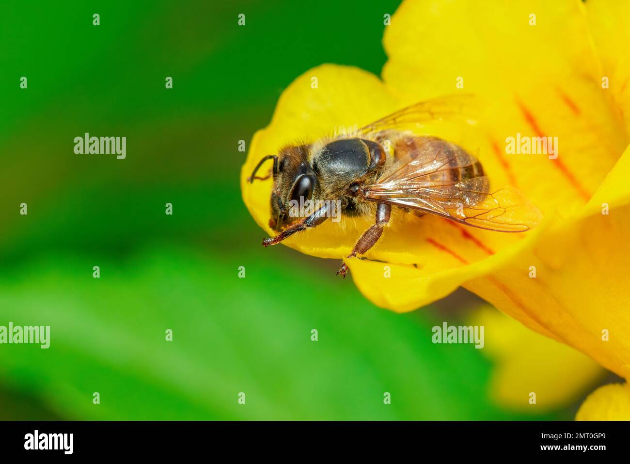 Immagine di ape o di ape su fiore giallo raccoglie nettare. Ape dorata sul polline di fiori. Insetto. Animale Foto Stock