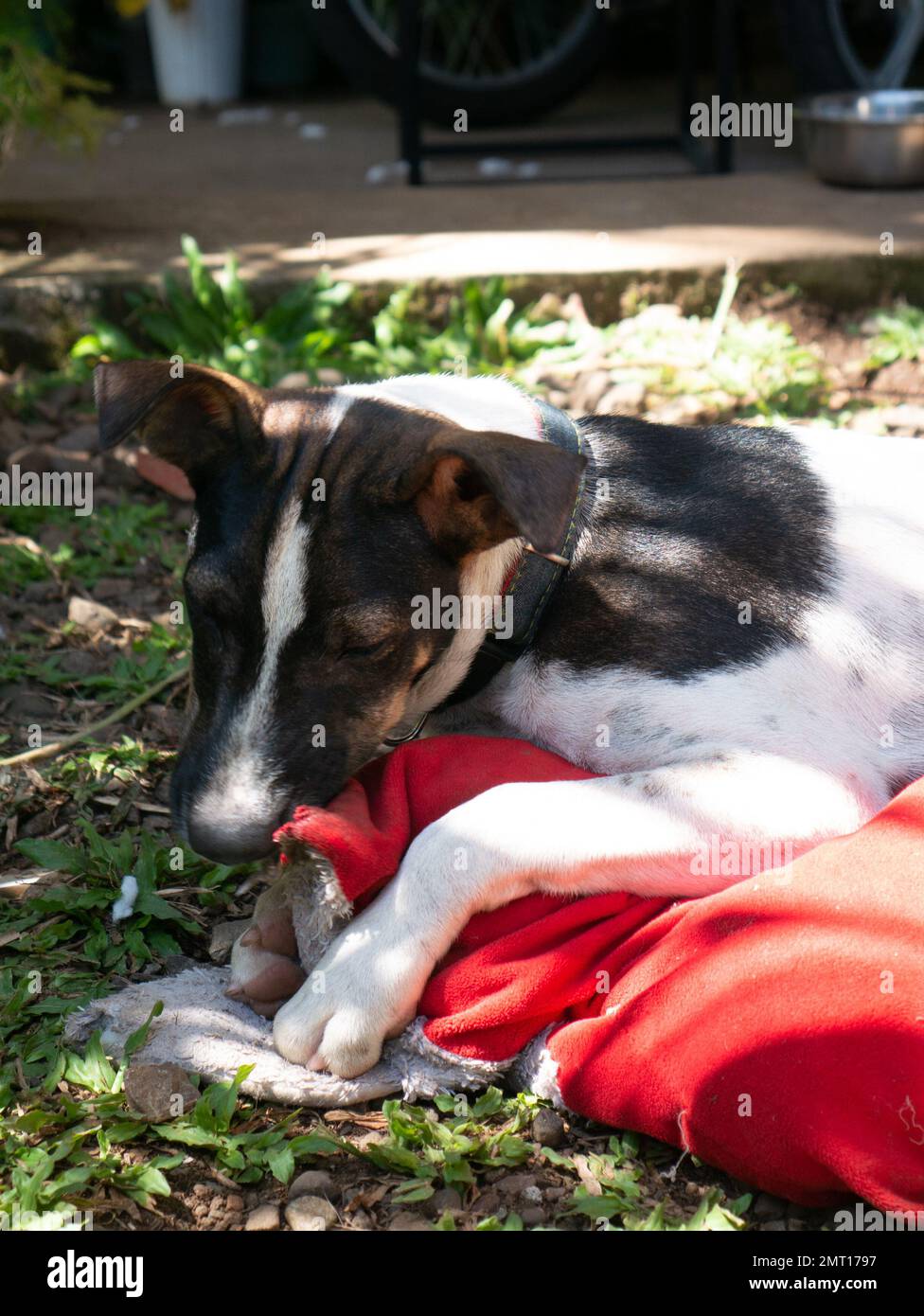 Un cane mongrel morde un cuscino. Foto Stock