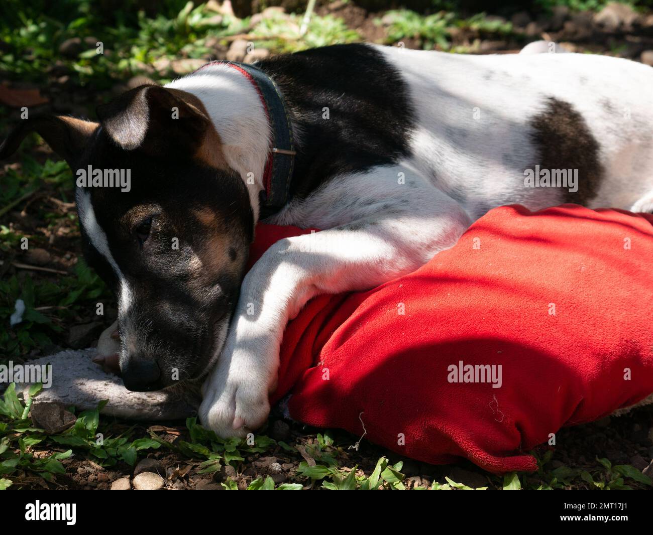 Un cane mongrel morde un cuscino. Foto Stock