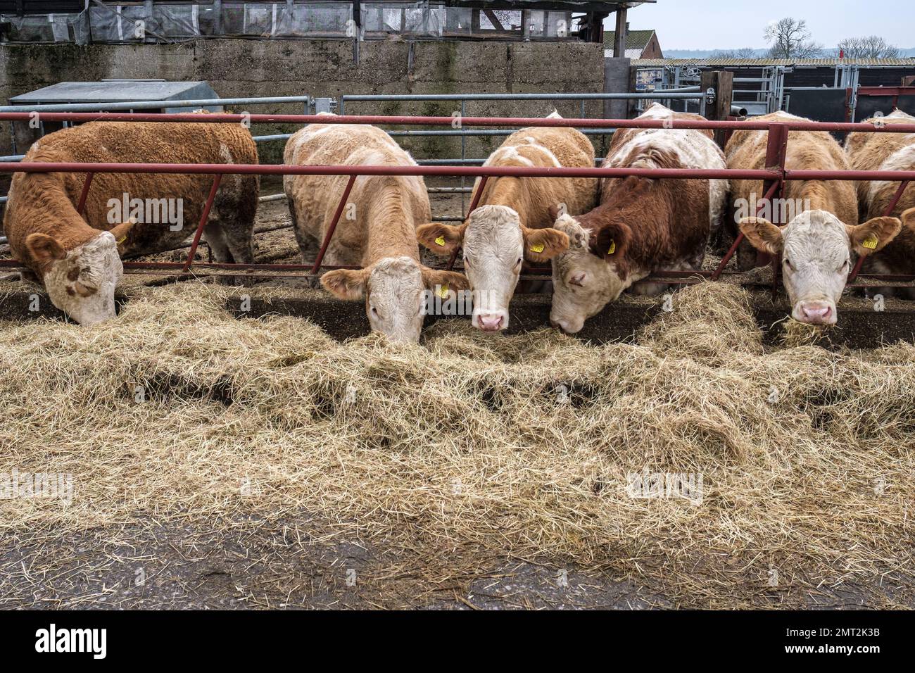 Hereford bestiame mangiare fieno attraverso la recinzione a Pinner Park Farm, Site of Nature Conservation importanza Harrow, NW Londra. Foto Stock