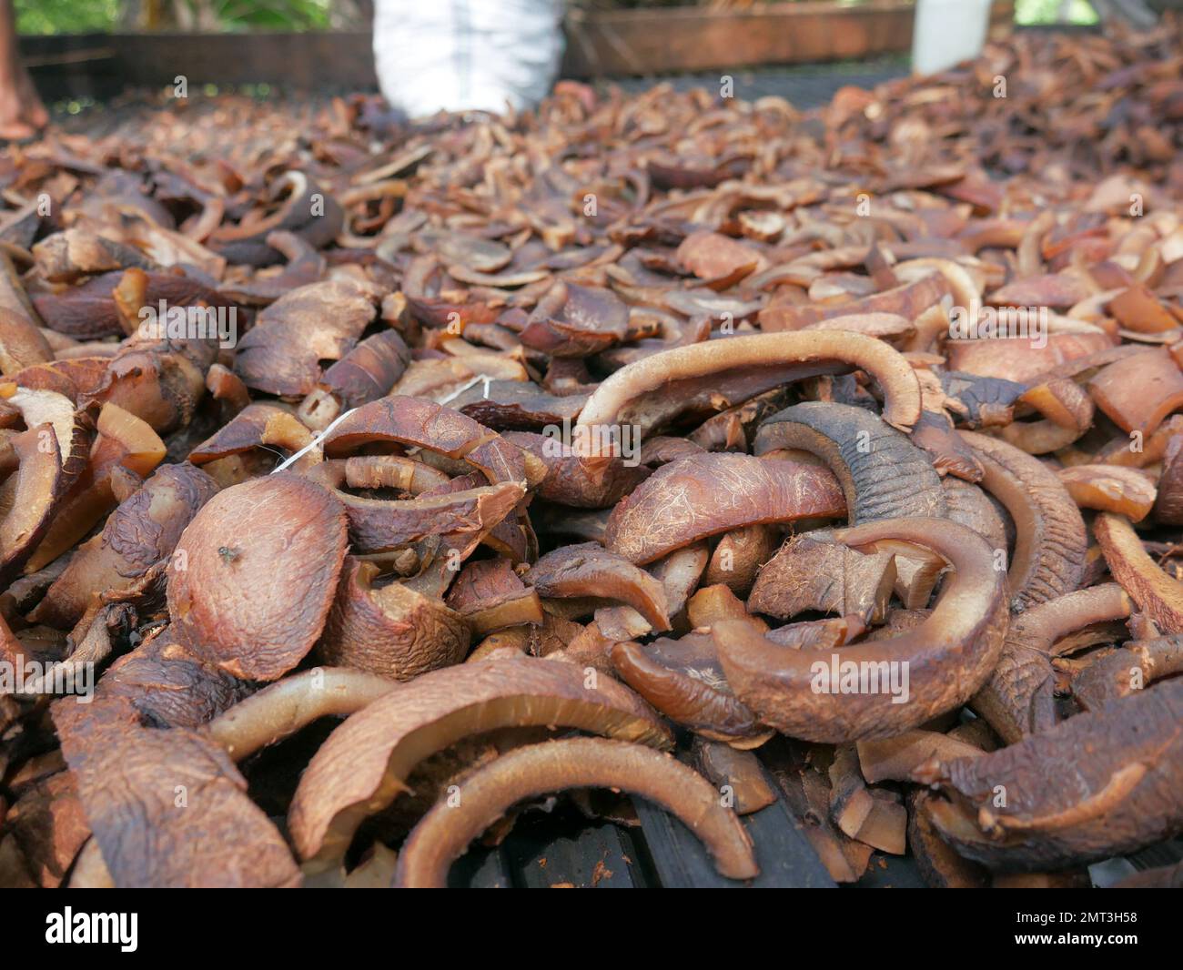 Vista zoomante delle noci di cocco secche o della copra presso la tradizionale fabbrica di copra nel Maluku settentrionale, Indonesia. Foto Stock