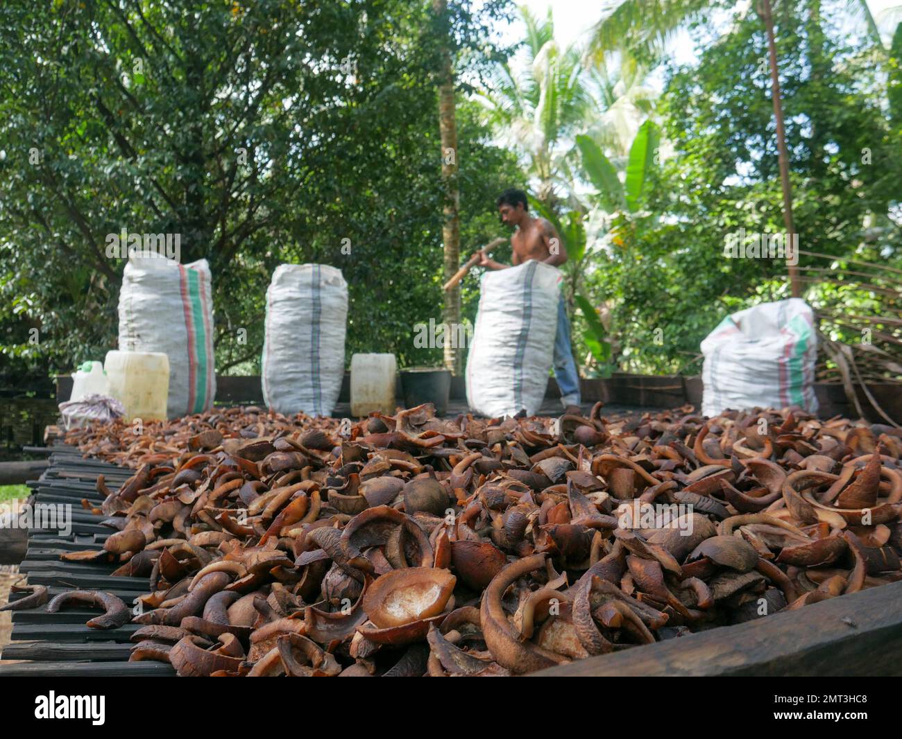 Vista zoomante delle noci di cocco secche o della copra presso la tradizionale fabbrica di copra nel Maluku settentrionale, Indonesia. Foto Stock