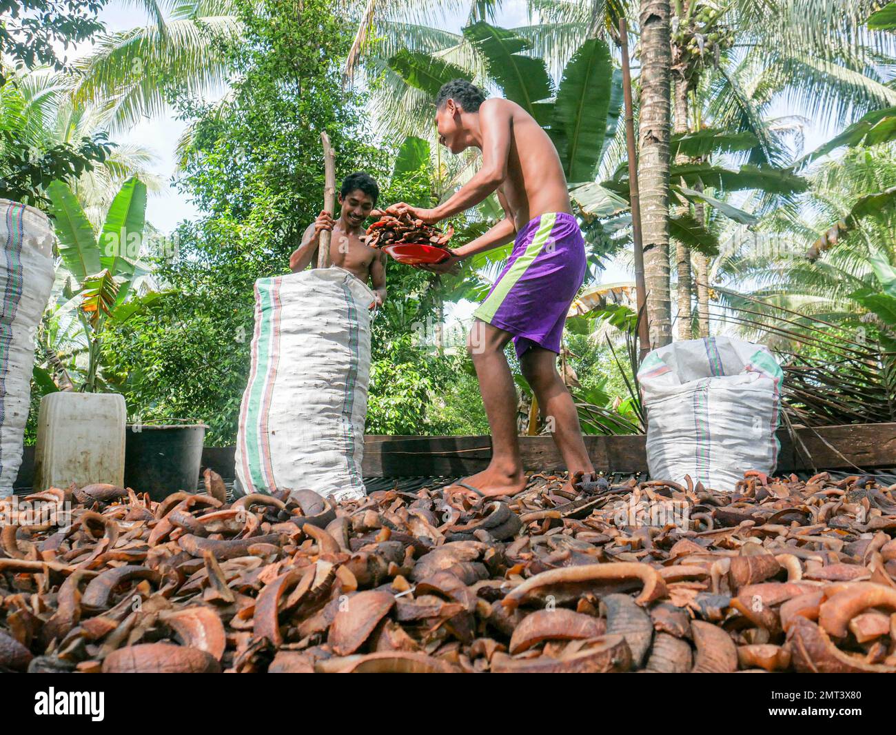 I lavoratori raccolgono noci di cocco secche o di copra presso la tradizionale fabbrica di copra nel Maluku settentrionale, Indonesia. Foto Stock