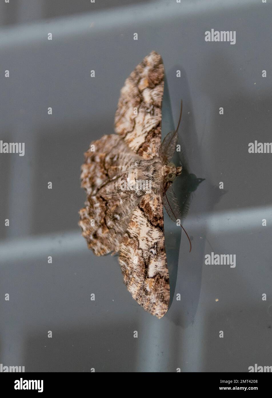 Piccola falena australiana dai motivi intricati, cleora sabulata, nel giardino del Queensland di notte. Marrone, grigio, nero e bianco. Sulla finestra estate. Foto Stock