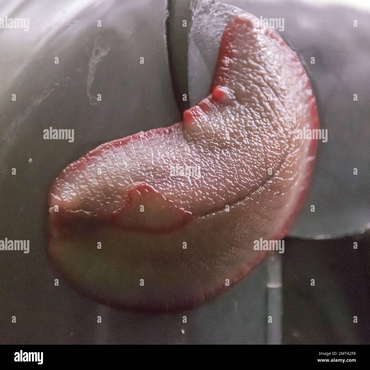 La più grande terra australiana Slug, Slug triangolo rosso, Triboniophorus graeffei, poggiante su un oggetto di plastica nera. Triangolo rosso sul mantello. Foresta del Queensland. Foto Stock