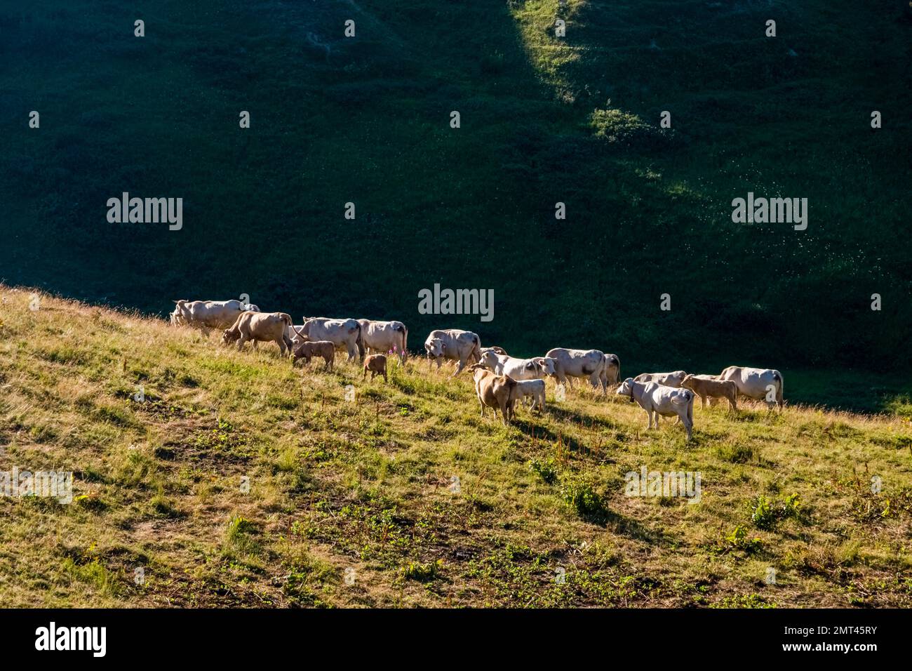 Una mandria di mucche e calfi sta pascolando su un pascolo vicino al passo col du Glandon. Foto Stock