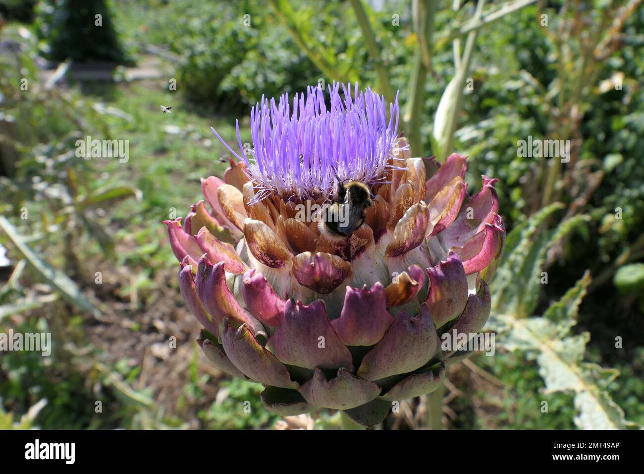 Impollinatori al lavoro in estate Foto Stock