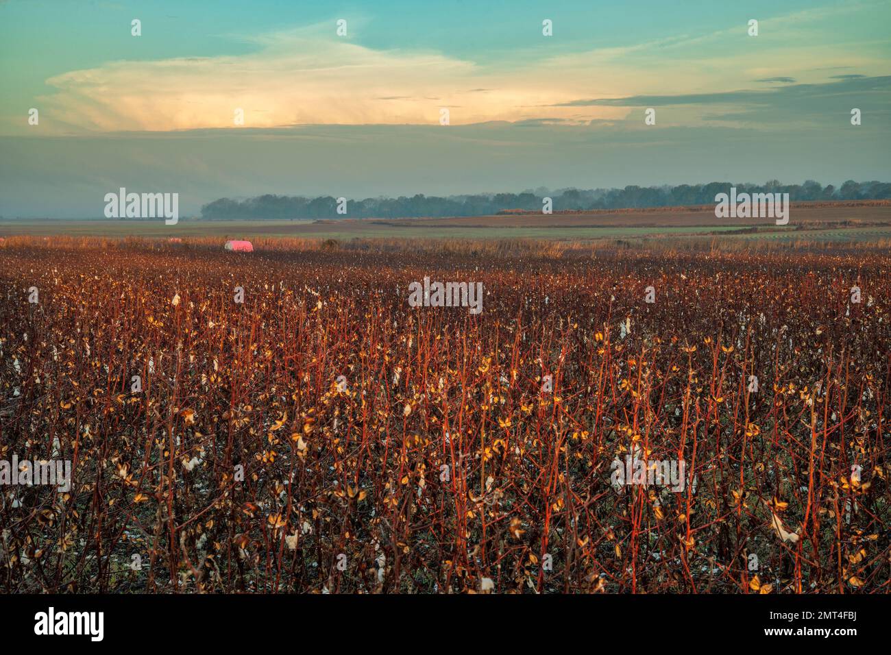 USA, Deep South, Mississippi, Canton, Natchez Trace, Cotton Field Foto Stock