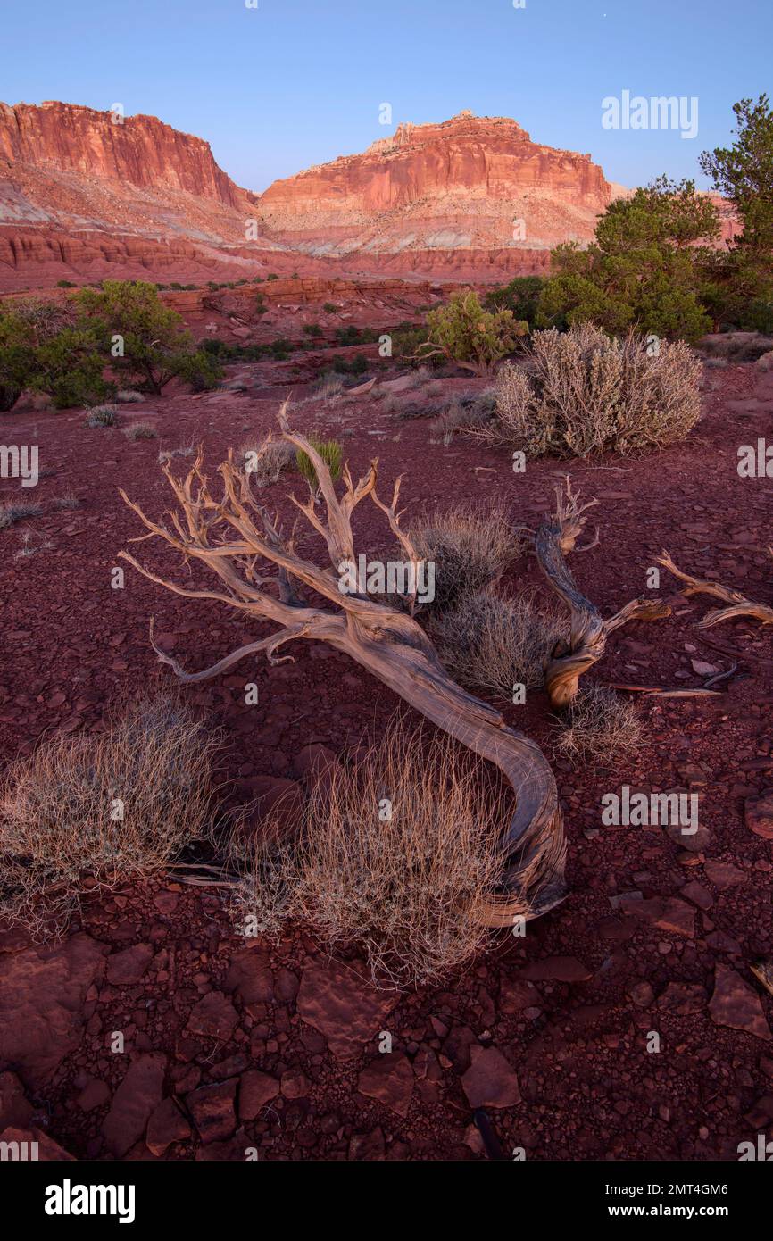 USA, Utah, Southwest, Colorado Plateau, Capitol Reef, Parco Nazionale, vecchio albero di ginepro Foto Stock