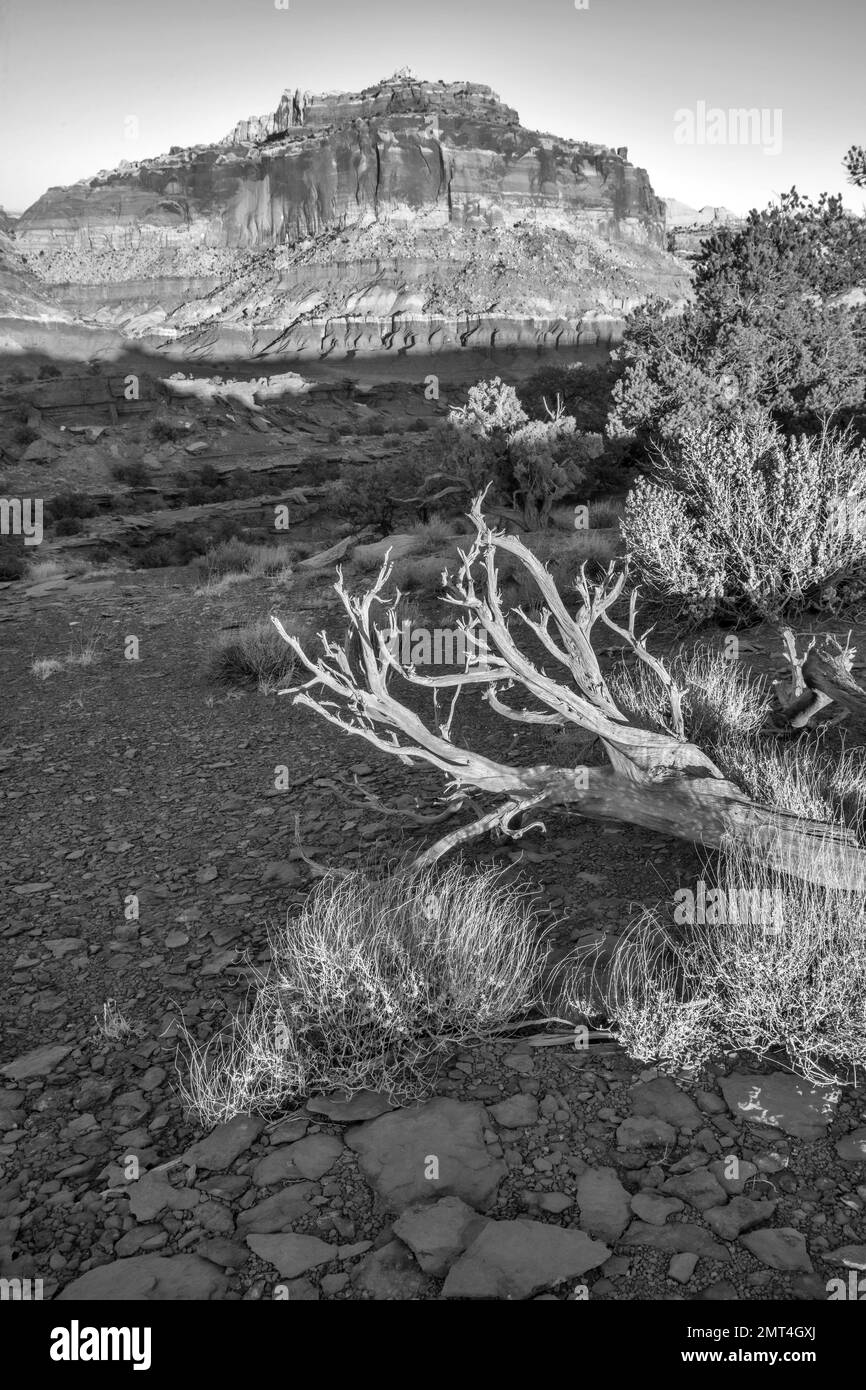 USA, Utah, Southwest, Colorado Plateau, Capitol Reef, Parco Nazionale, escursioni, viaggio, all'aperto, arenaria, ovest, ovest, slick rock, Foto Stock