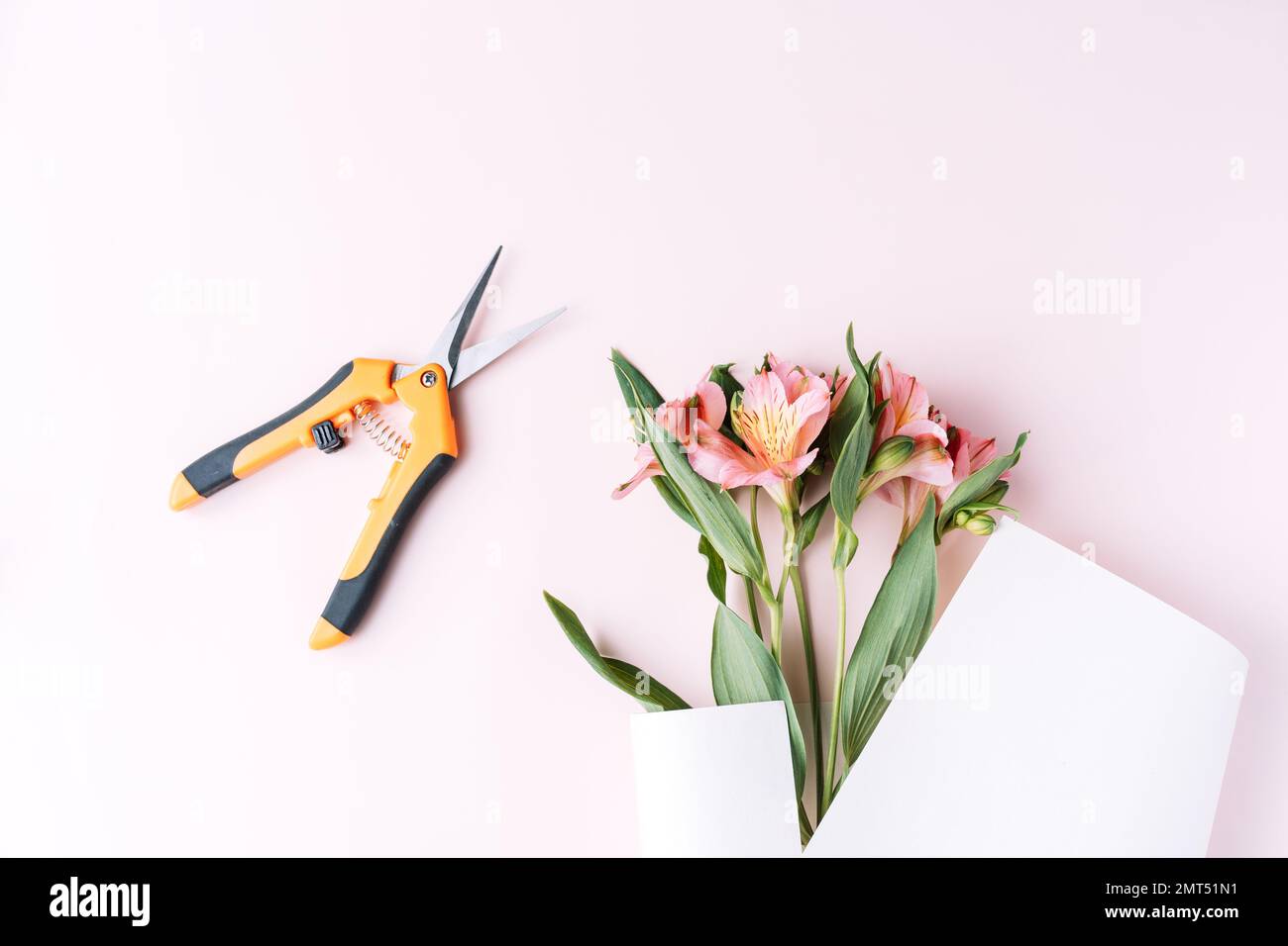 Alstroemeria in cartoneria con forbici su fondo rosa Foto Stock