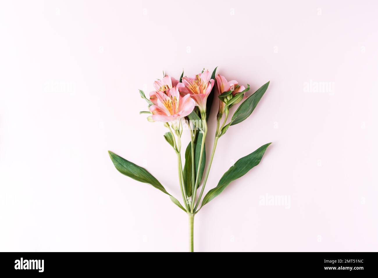 Alstroemeria fiorisce su sfondo rosa Foto Stock