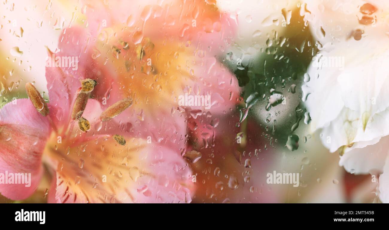 Sfondo di fiori fioriti di fronte al vetro con gocce d'acqua Foto Stock