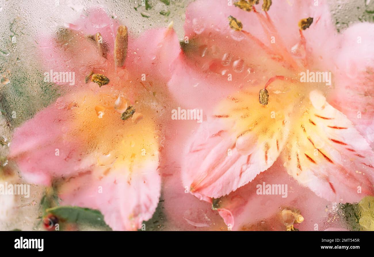 Sfondo di fiori fioriti di fronte al vetro con gocce d'acqua Foto Stock